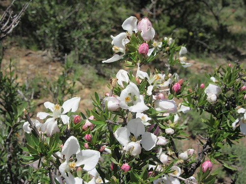 Spring Creek wildflowers 048