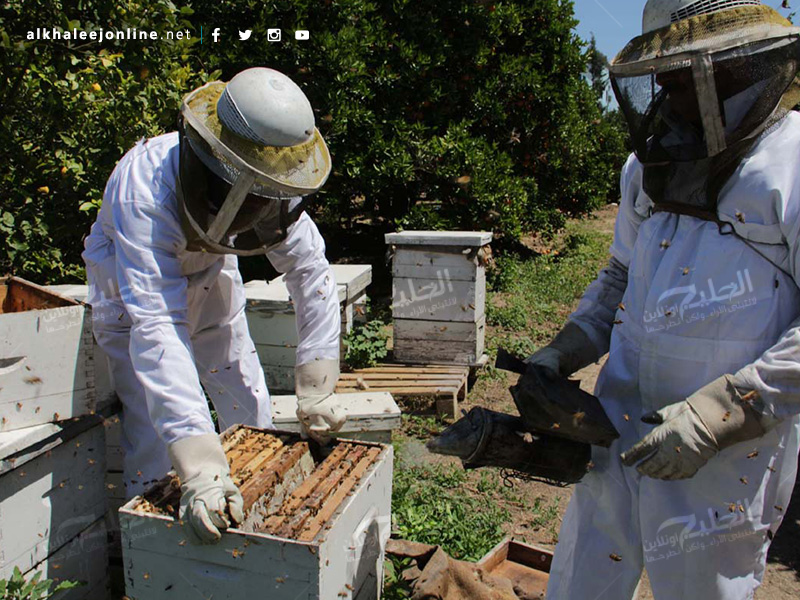 غزة تقطف العسل.. تعرف بالصور كيف ومتى يُنتج ويُقطف العسل 16797615583_f5411d07e1_o
