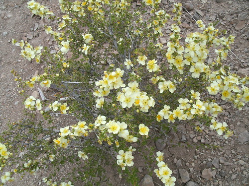 flowering desert bush