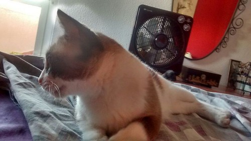 Ummi, gata Siamesa tricolor muy dulce y juguetona tímida nacida en 2013, en adopción. Valencia. ADOPTADA. 29981390065_7247ed9579