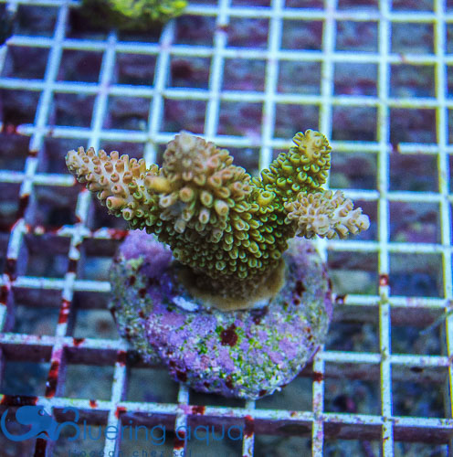Sélection des coraux de la semaine 17442816308_a136ce44cf_o