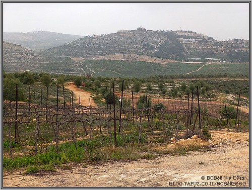 היין בארץ ישראל
