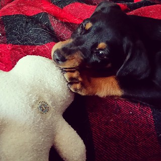 Penny says thank you @urbanhounds1 for her #planetdog blanket buddy. She ❤ it. #puppygram #rescueddogsofinstagram #puppiesofinstgram #instadog #puppylove #dobiemix #dobermanmix #puppy