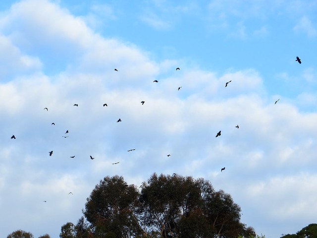 hawk under attack by crows