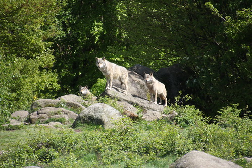 {Voyage} Les loups de Chabrières
