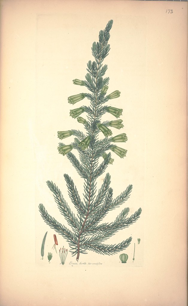 Erica hirta, var viridiflora