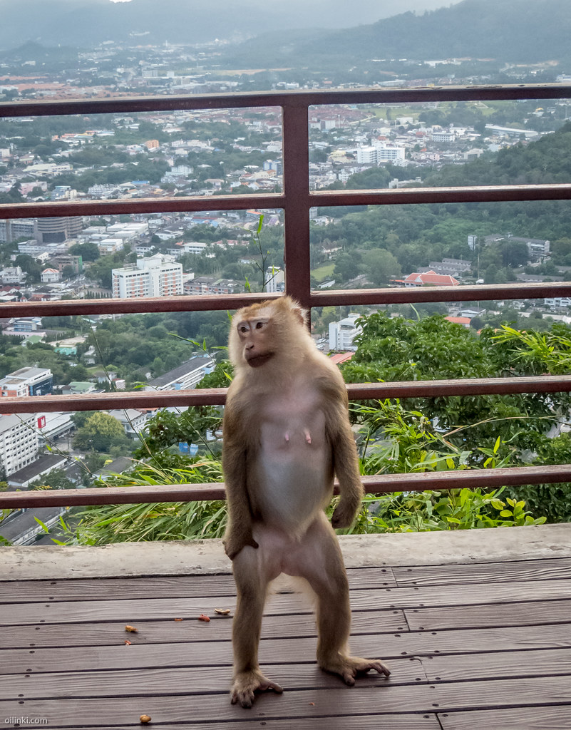 Monkeys coping human behaviour