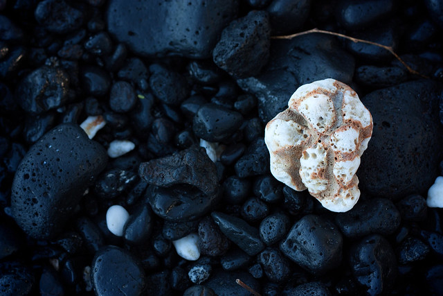 Cauliflower Coral fragment in the Lava Rock