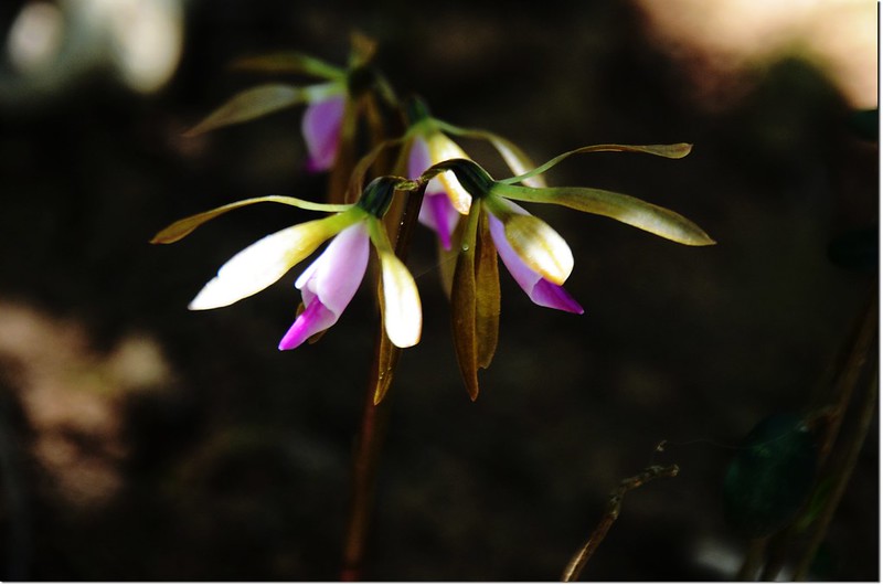 紫花脈葉蘭 (12)