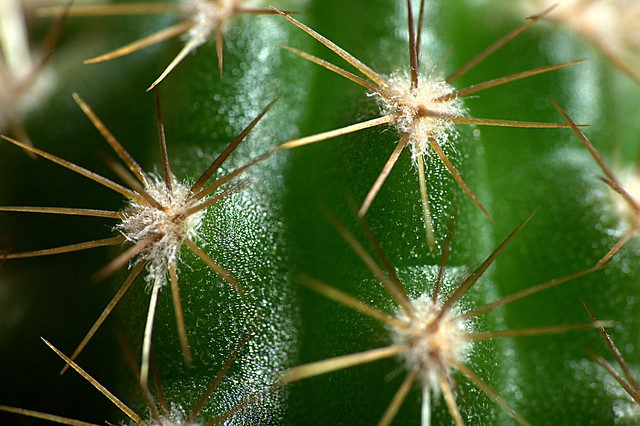 Cactus IMG_8389