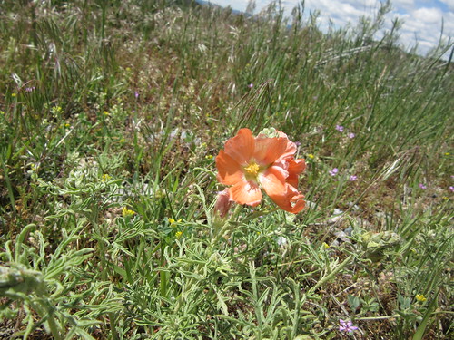 Spring Creek wildflowers 004