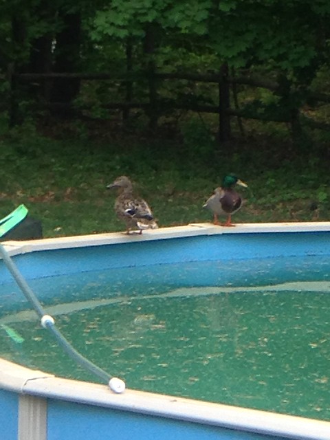 Visitors to the pool