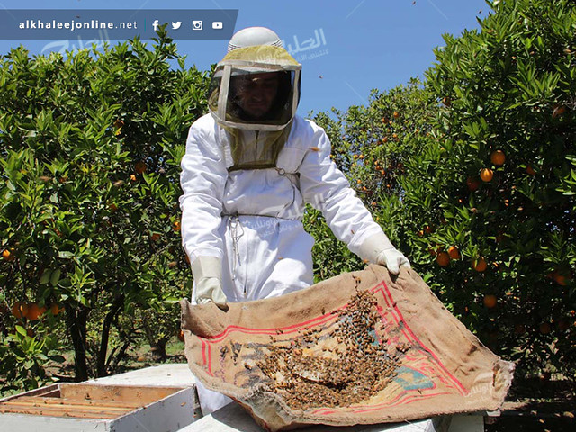 غزة تقطف العسل.. تعرف بالصور كيف ومتى يُنتج ويُقطف العسل 17391886966_54a3034213_z