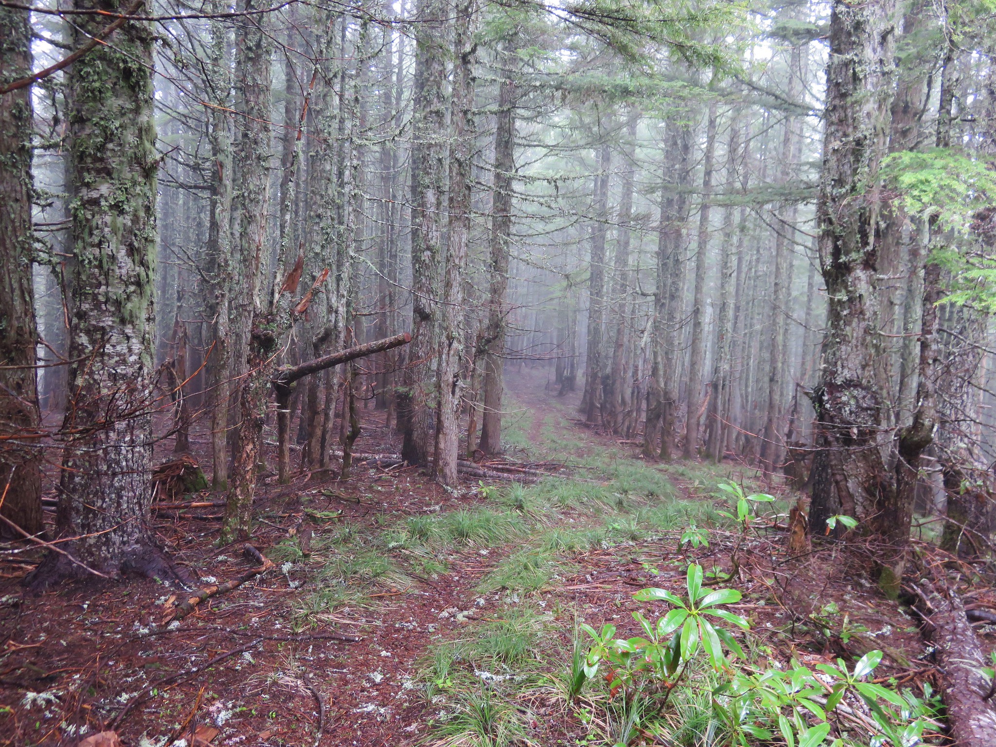 Forest along the Boulder Trail on Huckleberry Mountain