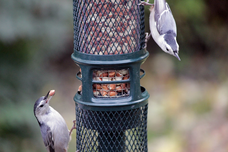 IMG_0791 Nuthatches at Peanut Feeder