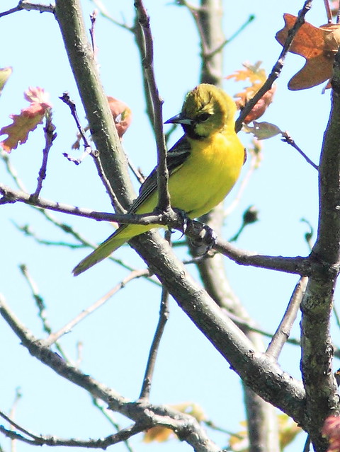 Orchard Oriole 1st yr male 20150518