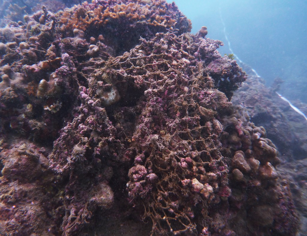 被漁業廢棄物纏繞的珊瑚礁-蕭伊真攝