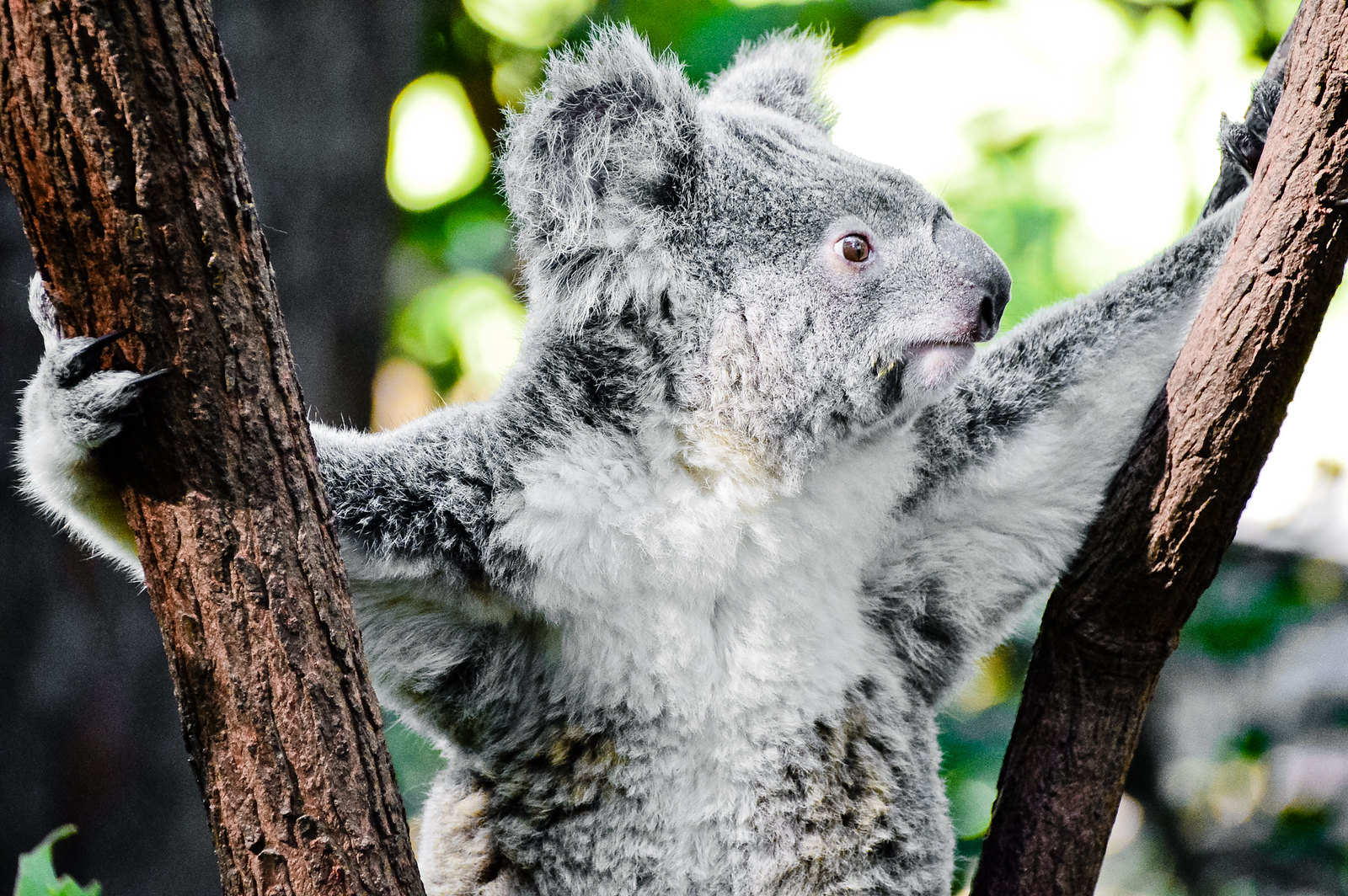 Currumbin Wildlife Sanctuary Koala