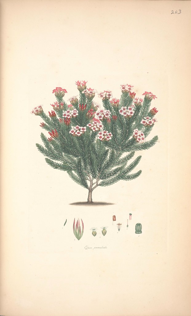 Erica primuloides