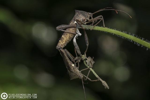 Leaf-footed Bugs (Coreidae) mating
