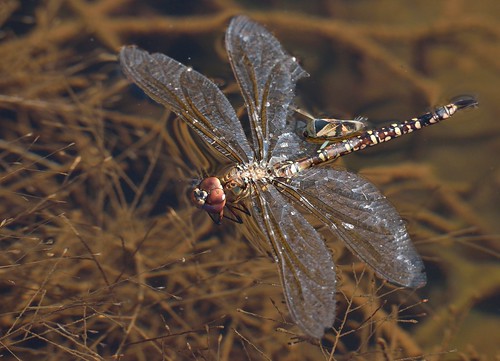 dead dragonfly floats, wings outstretched and legs curled towards body, while a backswimmer bug feeds on it