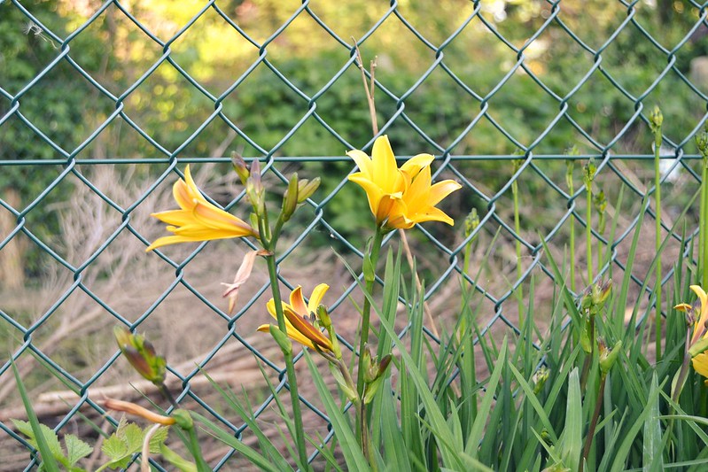 flores amarillas 1