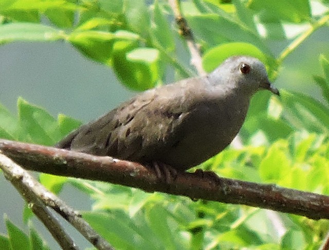 Plain-breasted Ground-Dove (Columbina minuta)