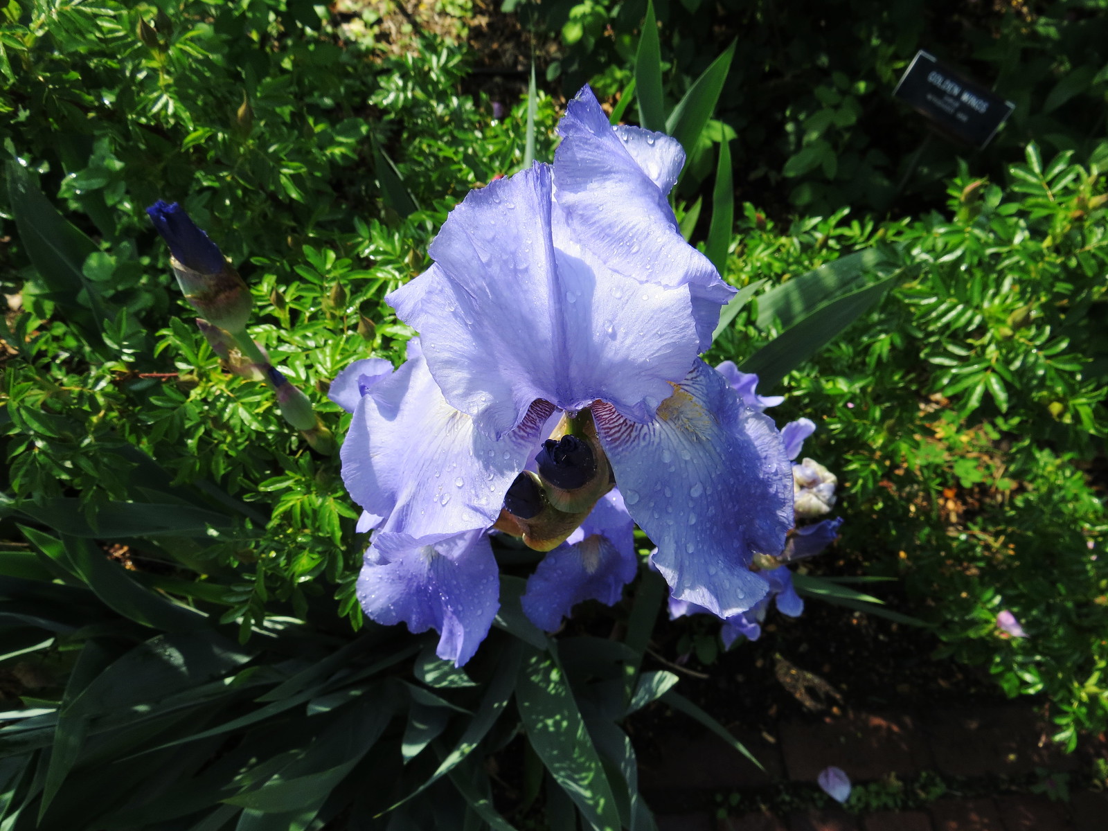 Iris, Brooklyn Botanical Garden, NY