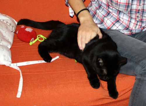 Machín, gatito negro de ojazos verde aguamarina súper dulce y bueno esterilizado, nacido en Mayo´16, en adopción. Valencia. ADOPTADO. 30442308680_a0fff0a614