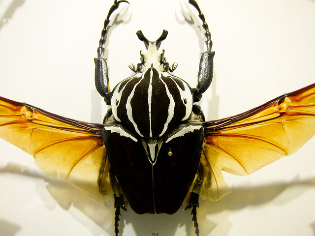 Fake Lashes Insectarium Montreal Flickr Photo Sharing