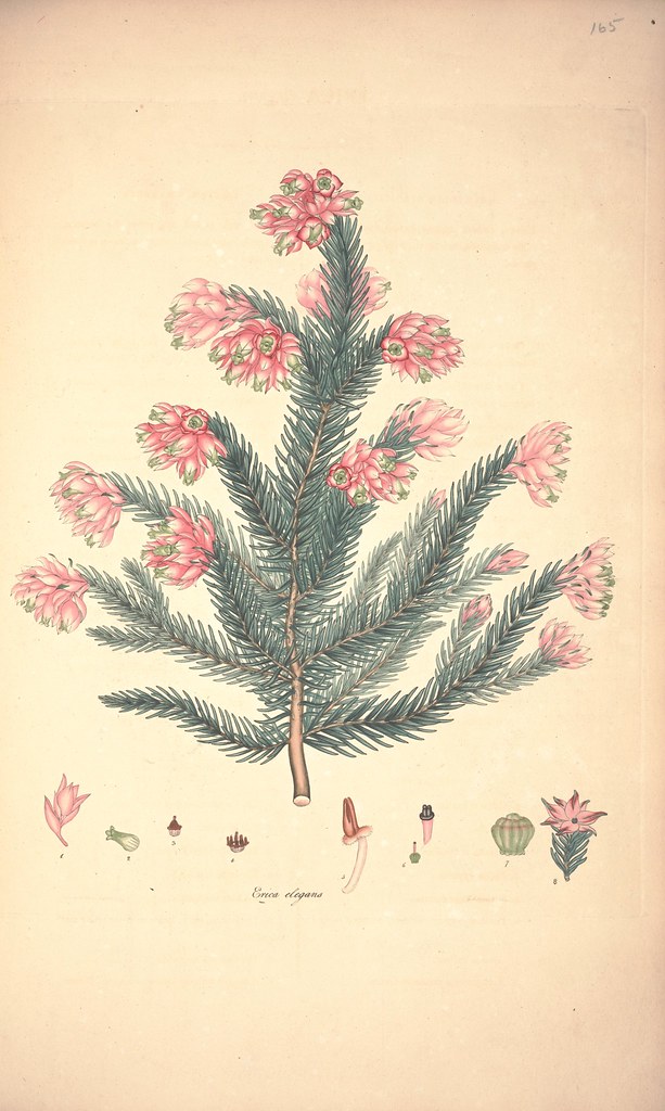 Erica elegans