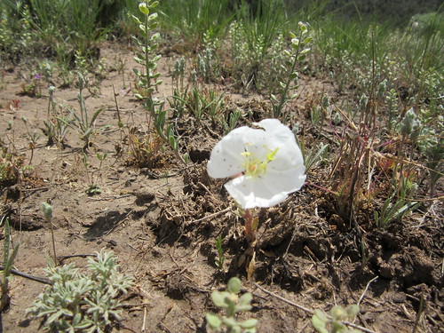 Spring Creek wildflowers 068