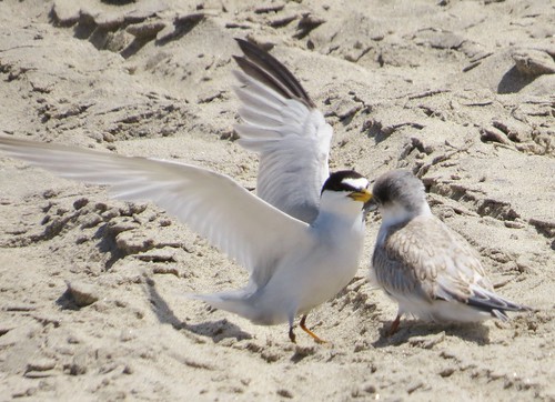 Least Tern fledgling, Huntington State Beach, Huntington Beach, CA