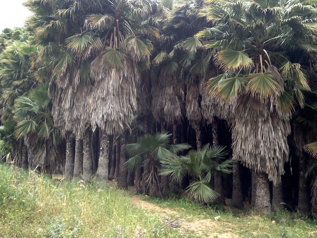 hikes_Palm_trees_between_Hirbet_Hanut_and_Ein_Kobi