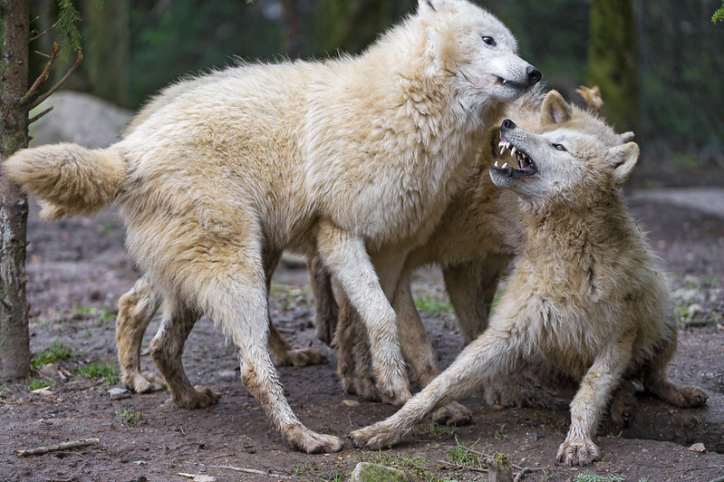Playing young arctic wolves