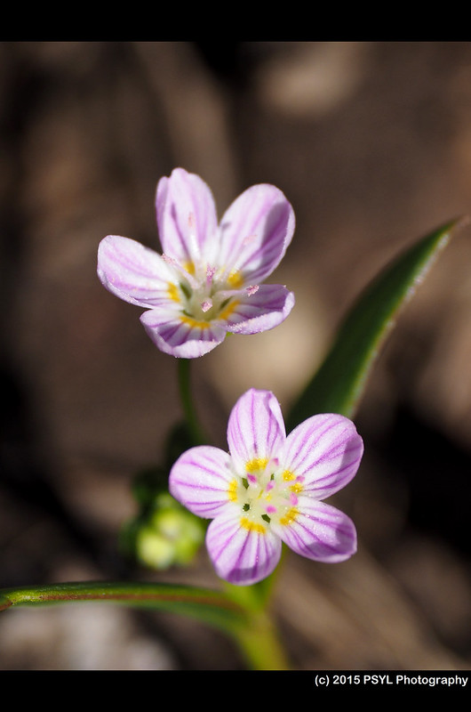 Spring beauty (Claytonia lanceolata)