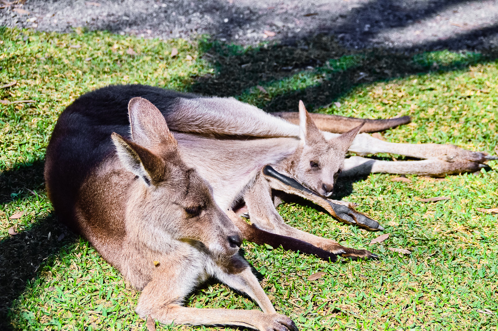 Currumbin Wildlife Sanctuary Kangaroo Joey
