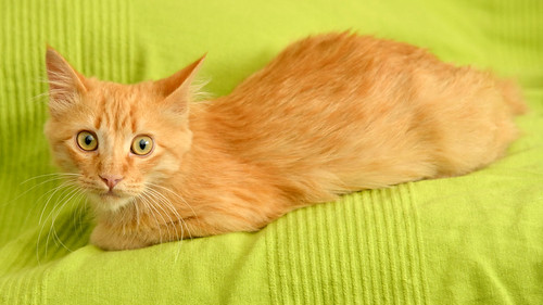Jayu, gatito rubio de pelo largo muy sumiso y tímido nacido en Julio´16, en adopción. Valencia. ADOPTADO. 30996664475_8f287b70b9