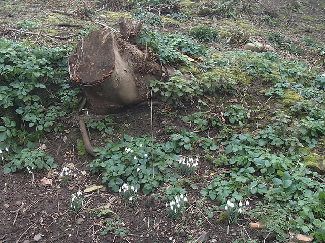 snowdrops-by-slope-stump-5feb15
