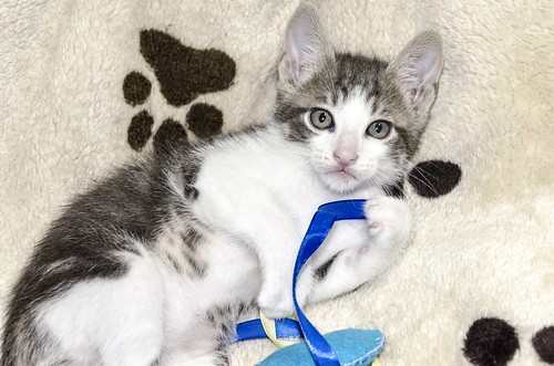 Percy, gatito blanco y gris perla muy juguetón, nacido en Septiembre´16, en adopción. Valencia. ADOPTADO. 30750269285_7f117a6054