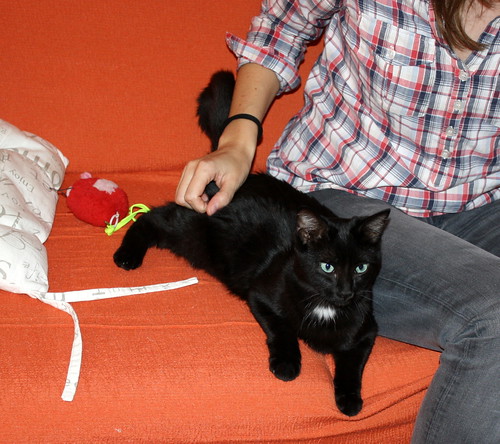Machín, gatito negro de ojazos verde aguamarina súper dulce y bueno esterilizado, nacido en Mayo´16, en adopción. Valencia. ADOPTADO. 30442303990_f91949b8a7