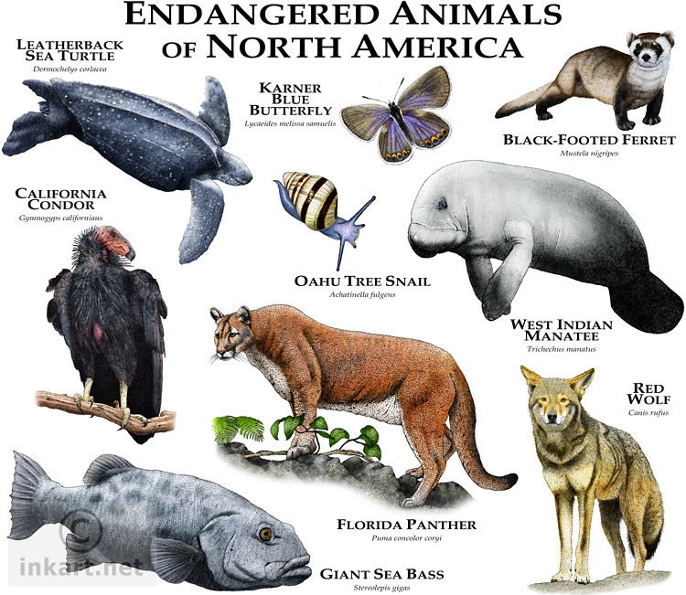 How to Help Endangered Animals in North America | Brendan Giambruno-Fuge