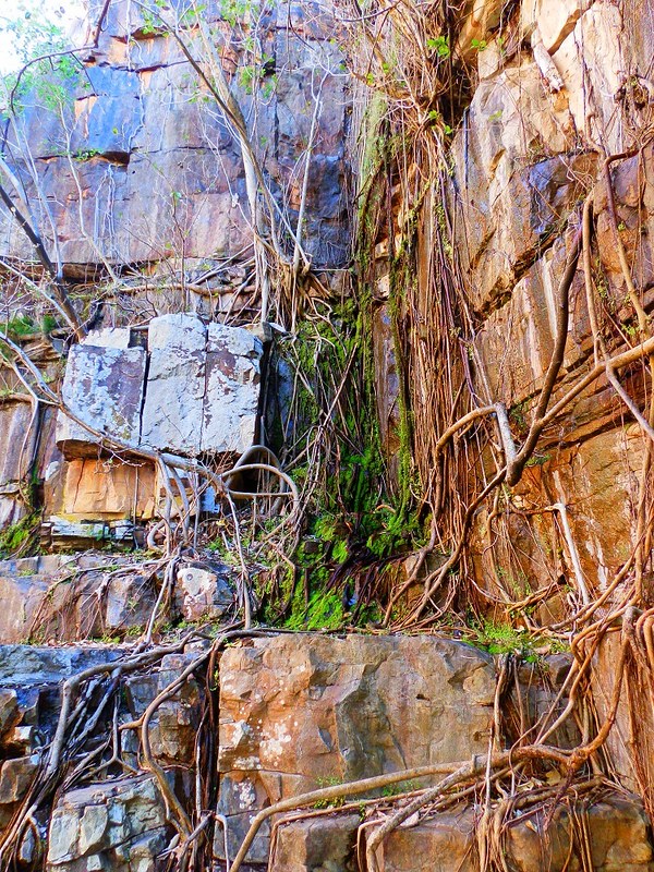 Rocks and Vines at the Grotto