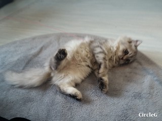 CIRCLEG CAT CAFE 貓貓地 香港 旺角 COOKING HEYHEY (10)