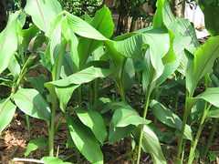 Arrowroot plants