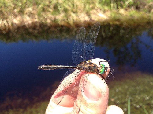 dragonfly held carefully between thumb and forefinger