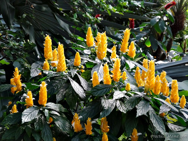 LincolnParkConservatory04
