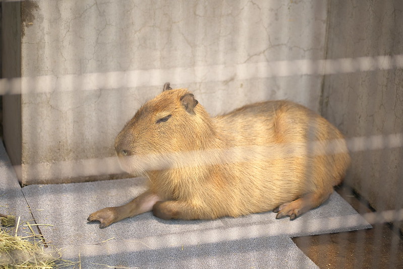 あらかわ遊園のカピバラ一家 capybaras at arakawa yuen