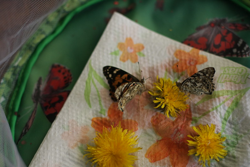 painted lady butterflies