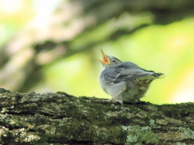 White-breasted Nuthatch fledgling 20150521